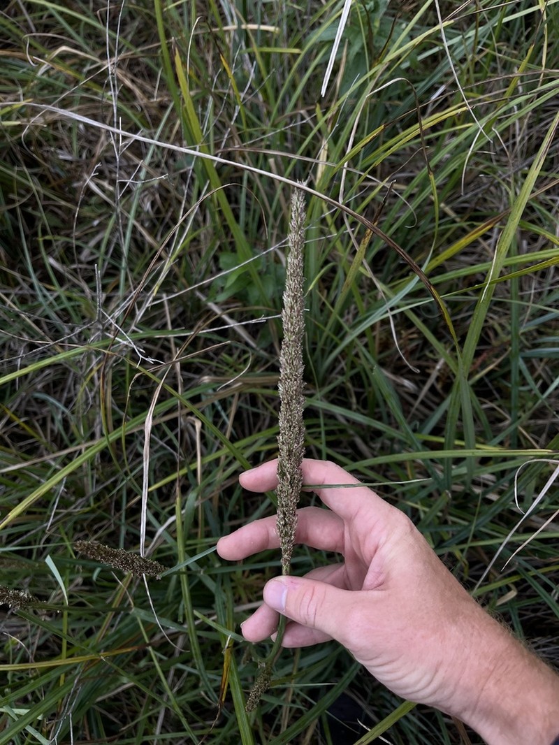 Longspike Tridens photo 5