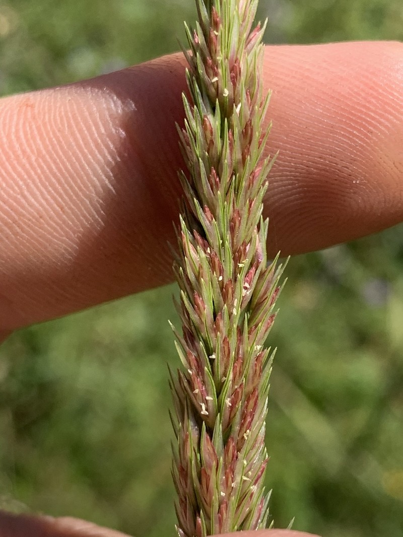 Longspike Tridens photo 6