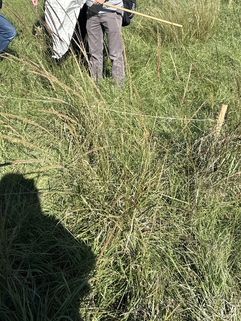 Longspike Tridens photo 7