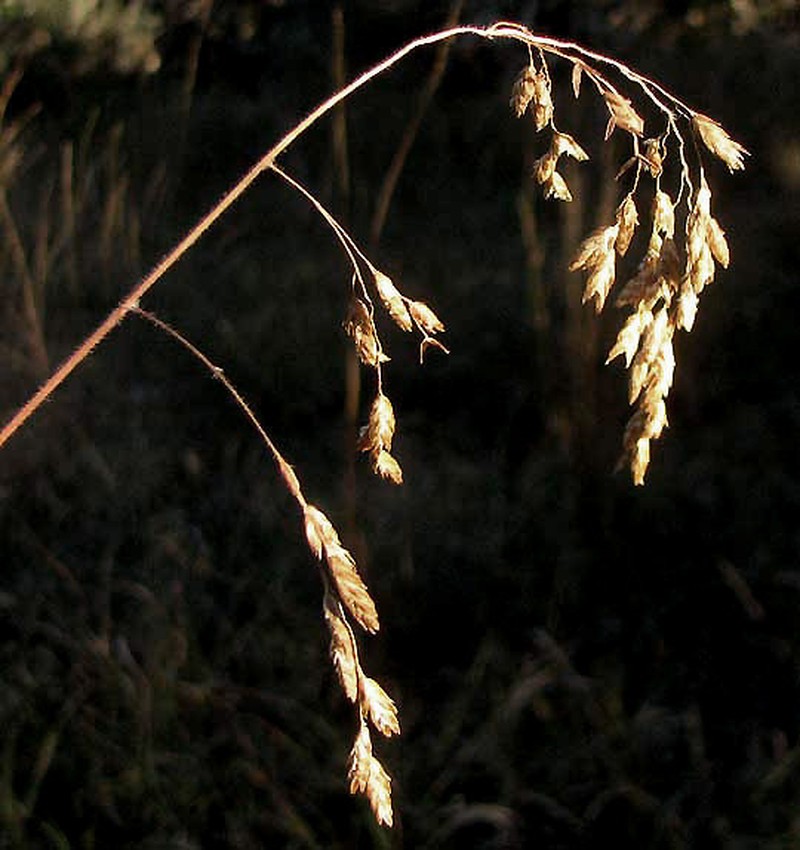 Texas Fluffgrass