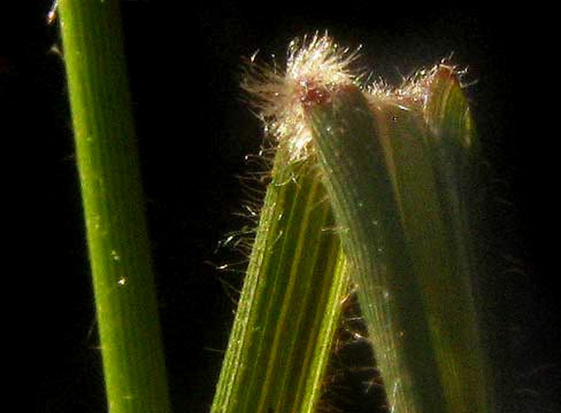 Texas Fluffgrass photo 4