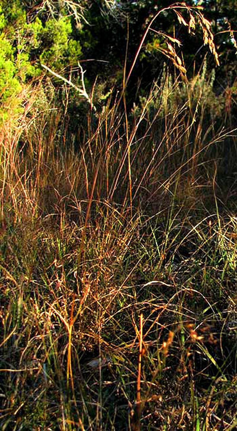 Texas Fluffgrass photo 5