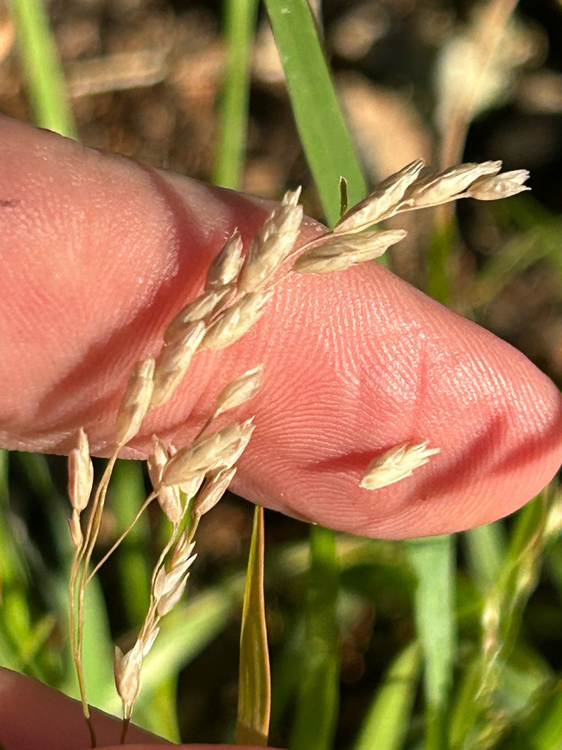 Texas Fluffgrass photo 6