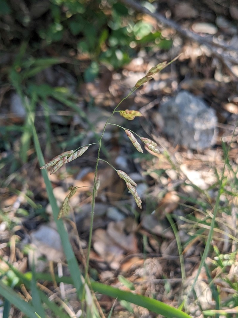 Texas Fluffgrass photo 7