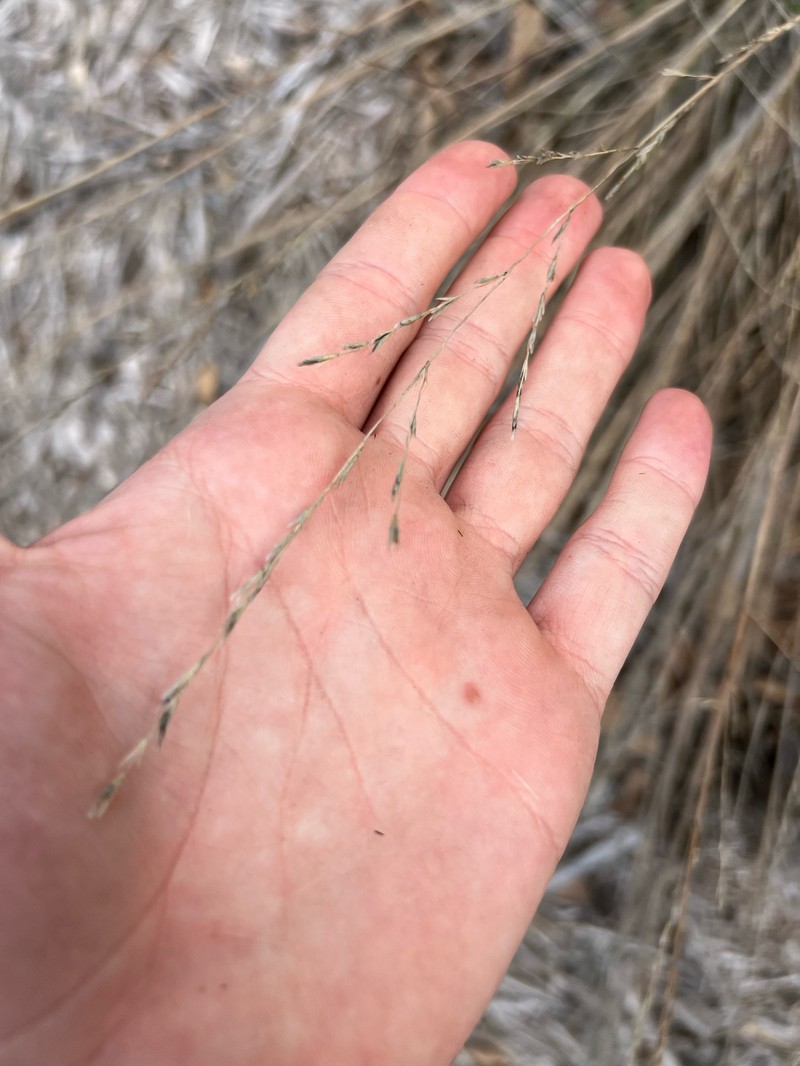 Buckley's Fluffgrass