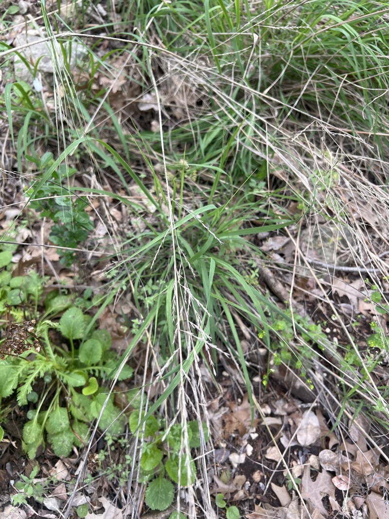 Buckley's Fluffgrass photo 8