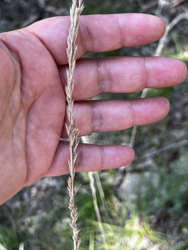 Tridentopsis elongata