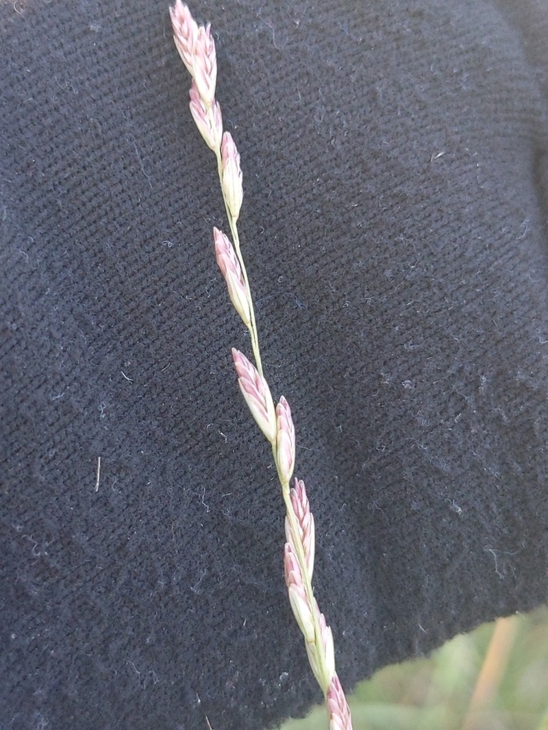 Tridentopsis elongata photo 2