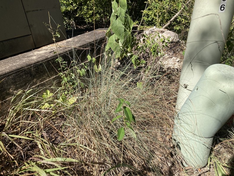 Tridentopsis elongata photo 3