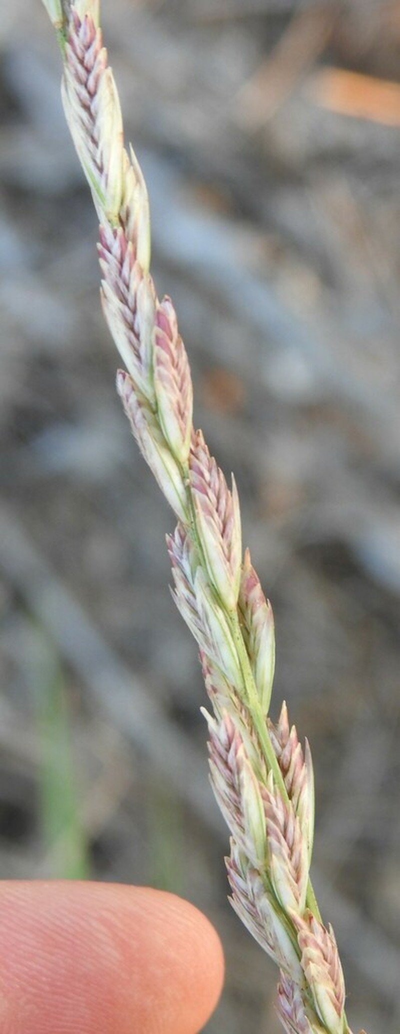 Tridentopsis elongata photo 4