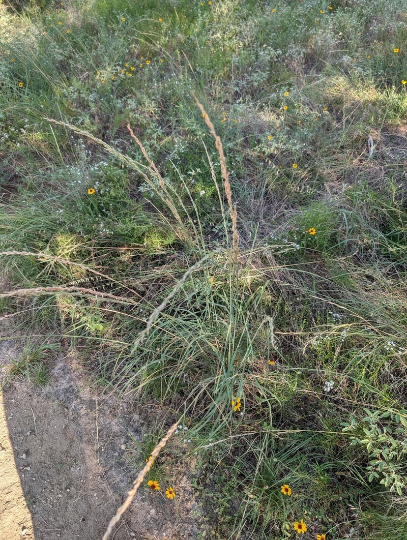 Tridentopsis elongata photo 5