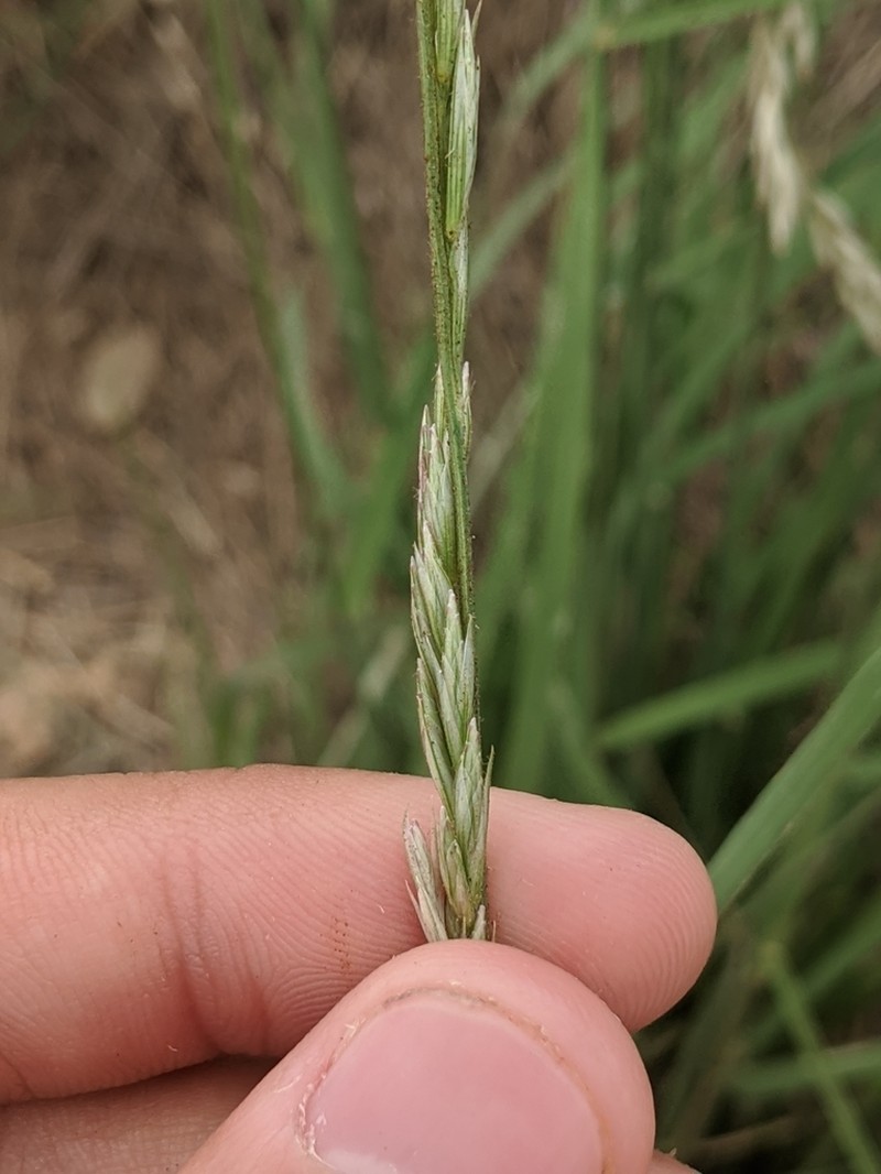 Tridentopsis elongata photo 6