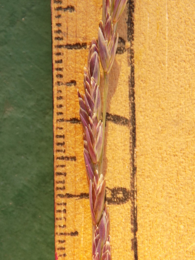 Tridentopsis elongata photo 7