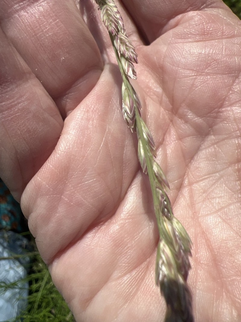 Tridentopsis elongata photo 8