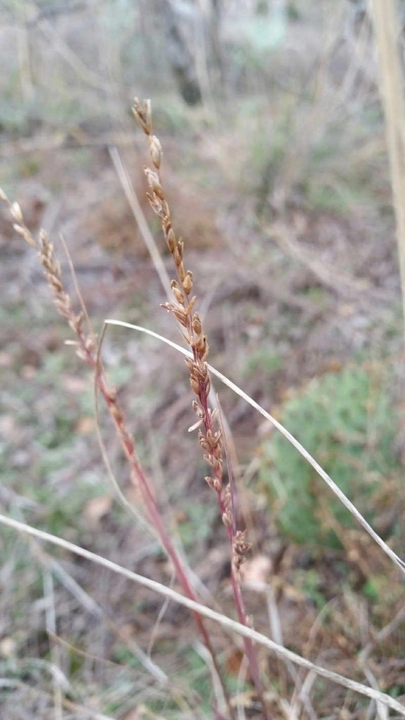 Slim Tridens photo 6