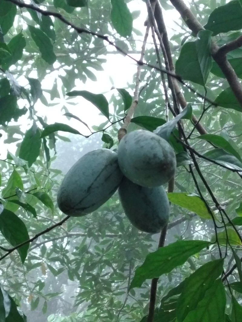Tridimeris chiapensis photo 2