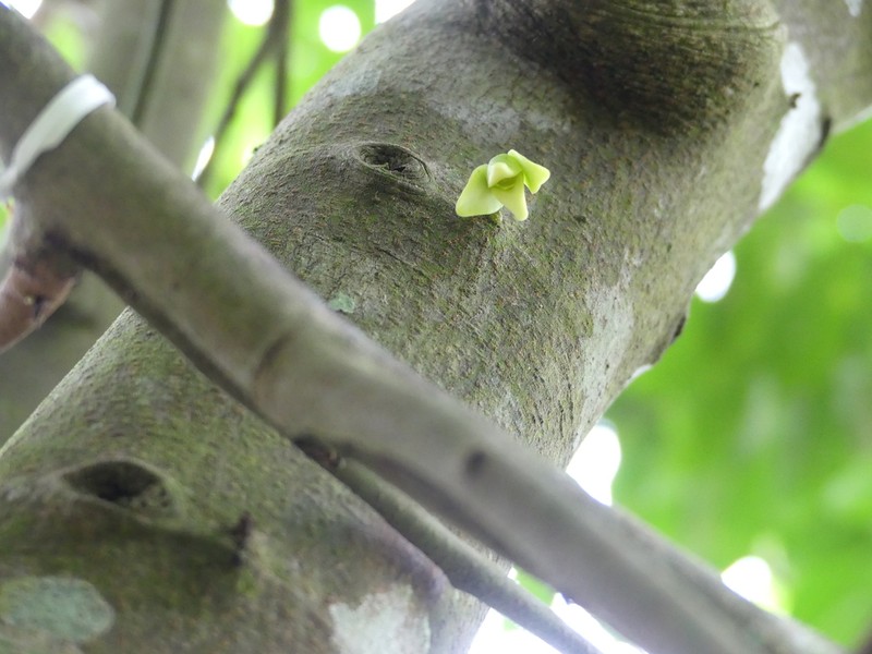 Tridimeris chiapensis photo 3