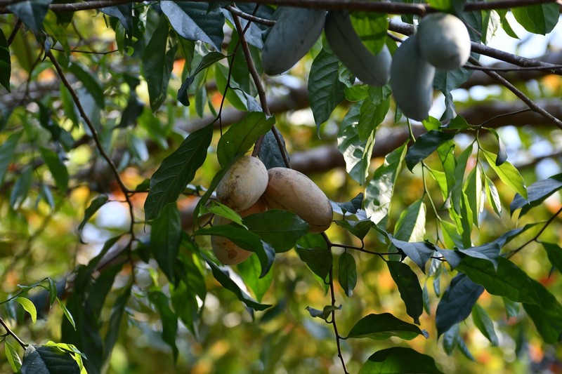 Tridimeris chiapensis photo 8