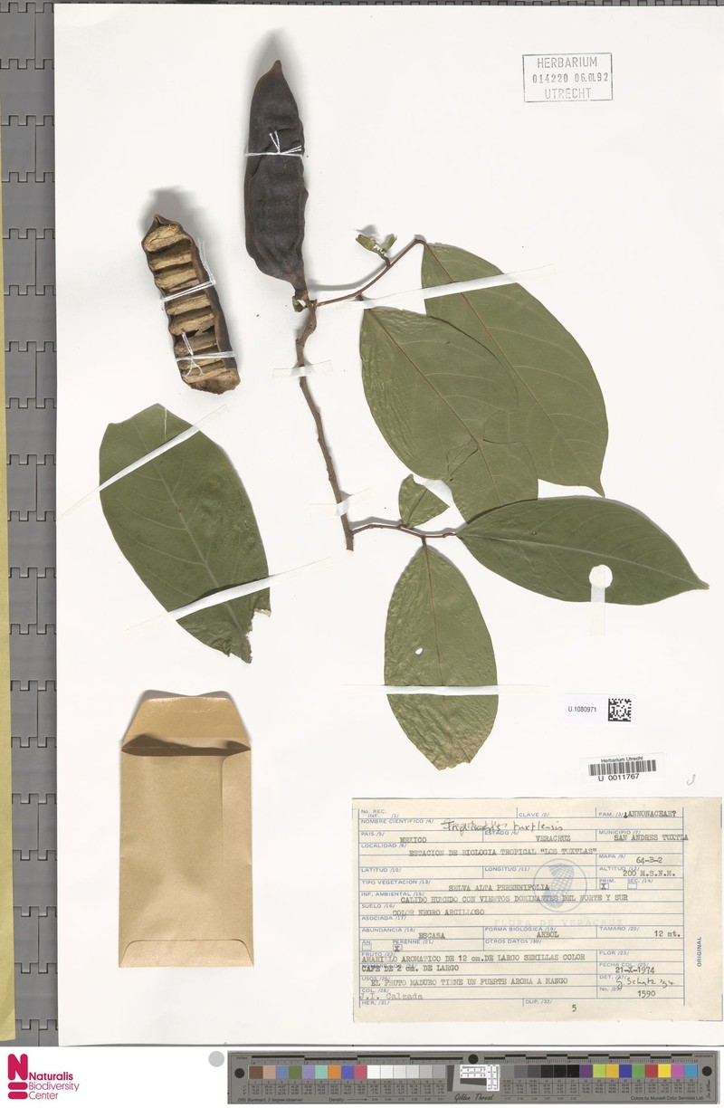 Tridimeris tuxtlensis