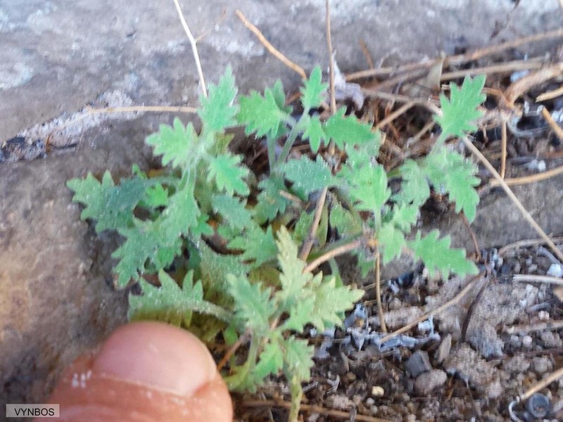 Trieenea occulta