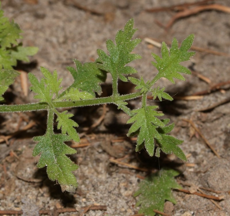 Trieenea occulta photo 2