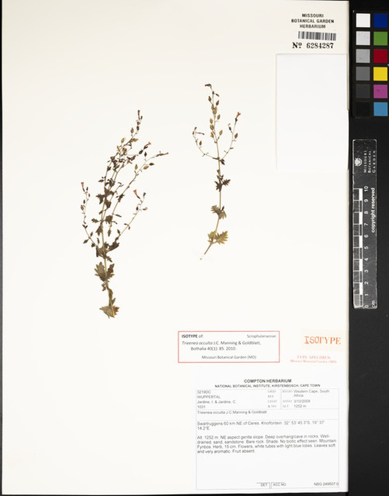 Trieenea occulta photo 3