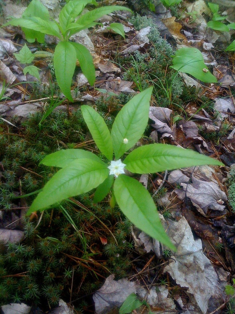 Starflower