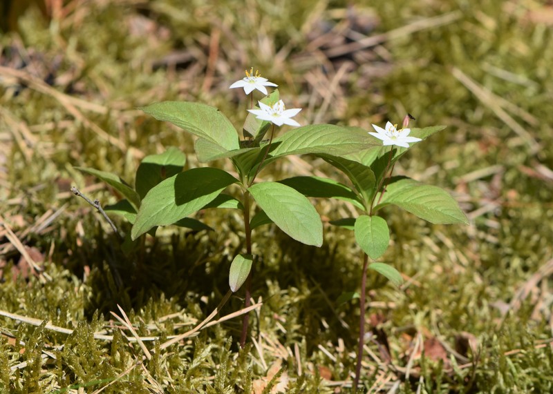 Arctic Starflower photo 3