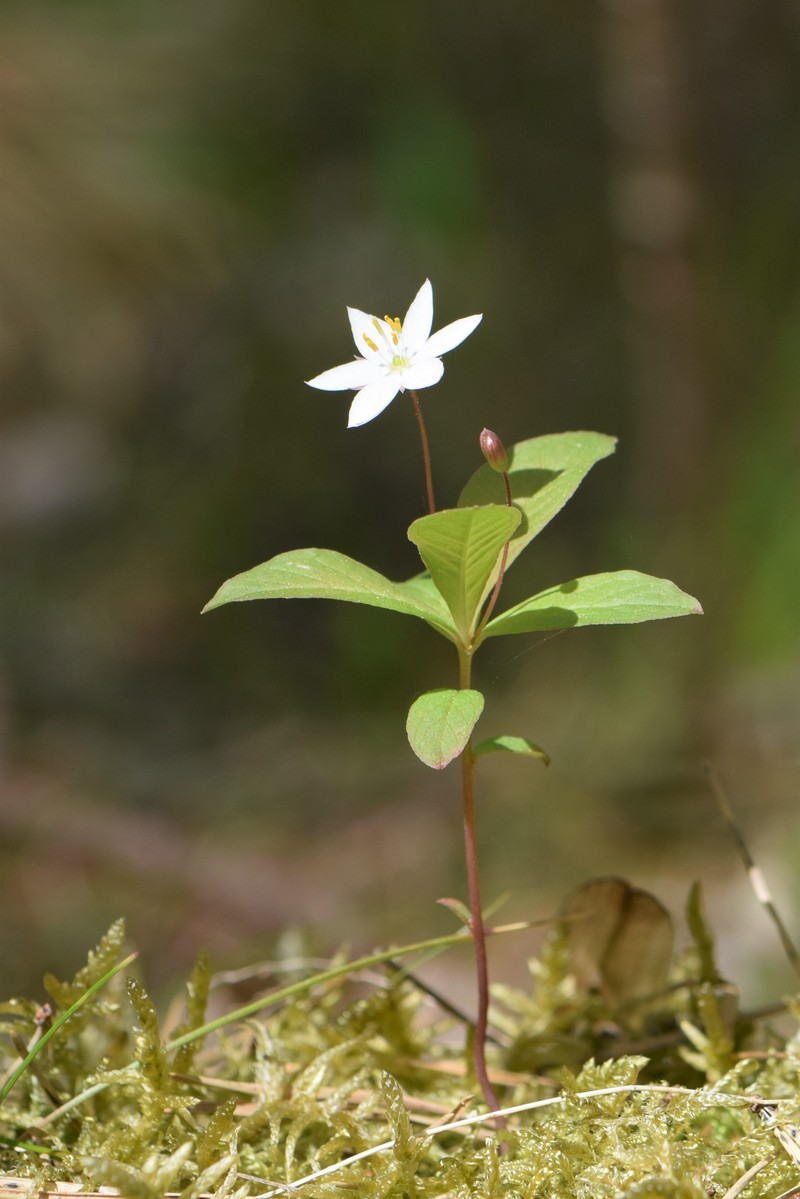 Arctic Starflower photo 4