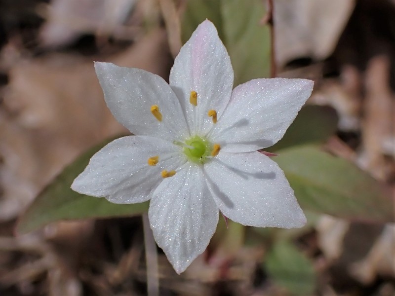 Arctic Starflower photo 5