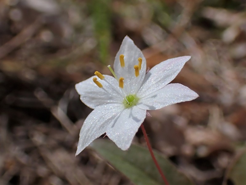 Arctic Starflower photo 6