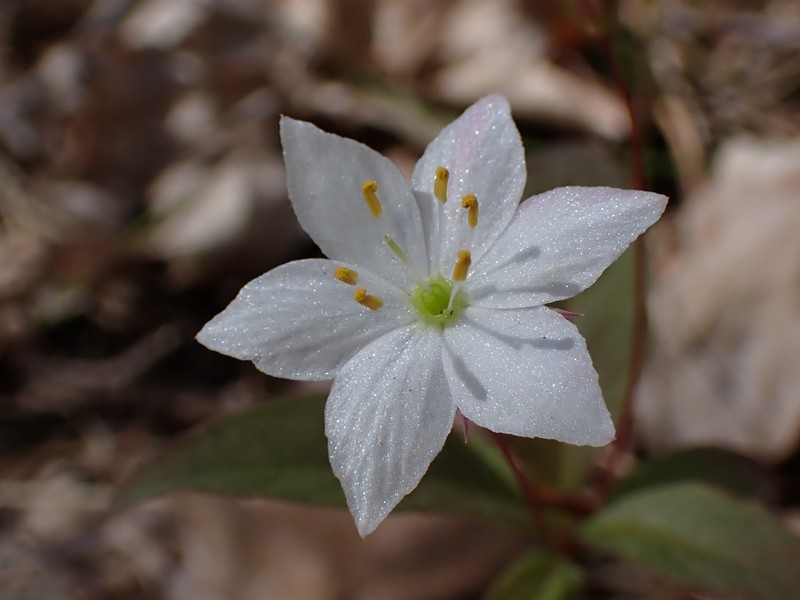 Arctic Starflower photo 7