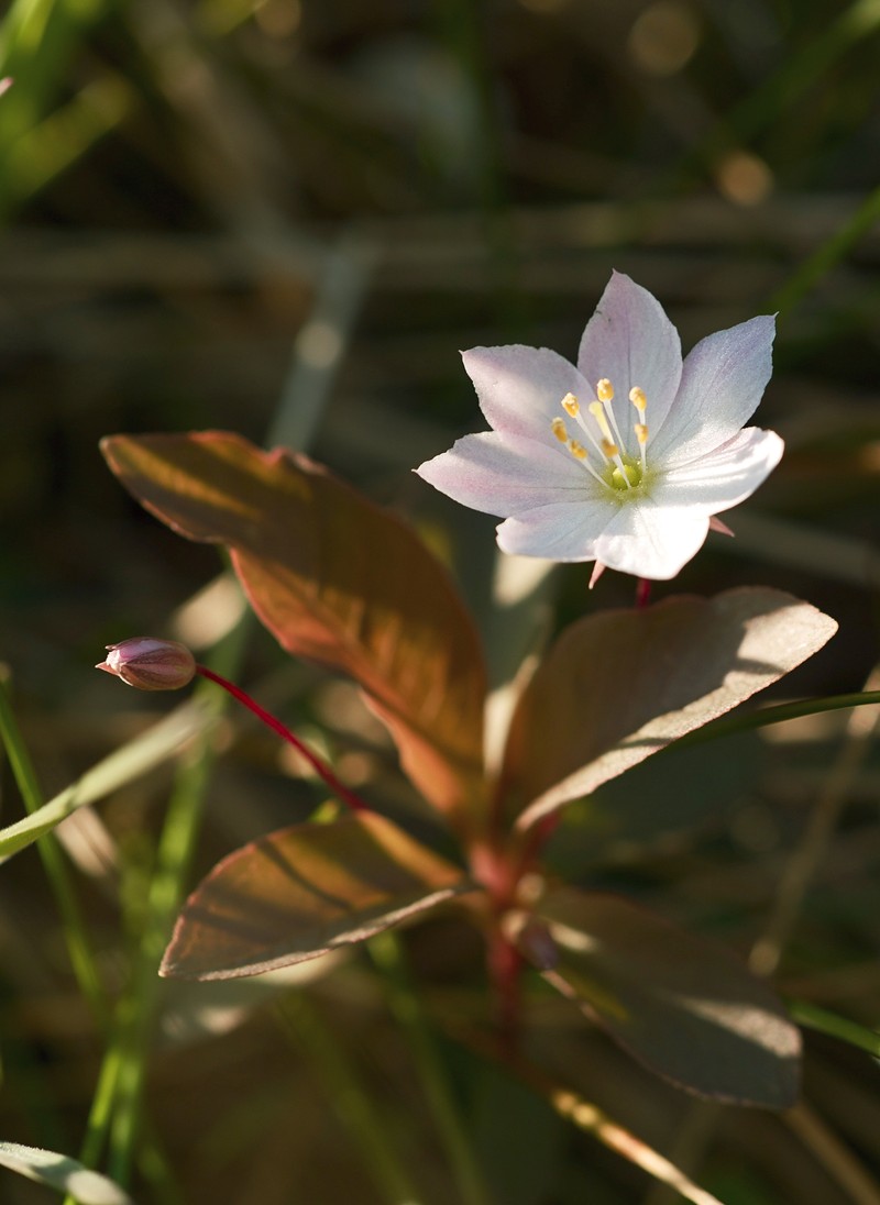Arctic Starflower
