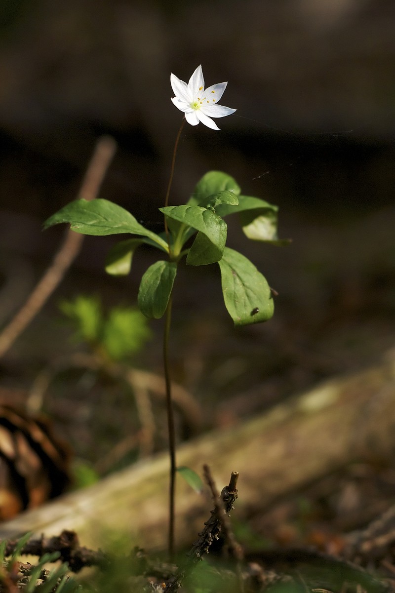 Arctic Starflower photo 2