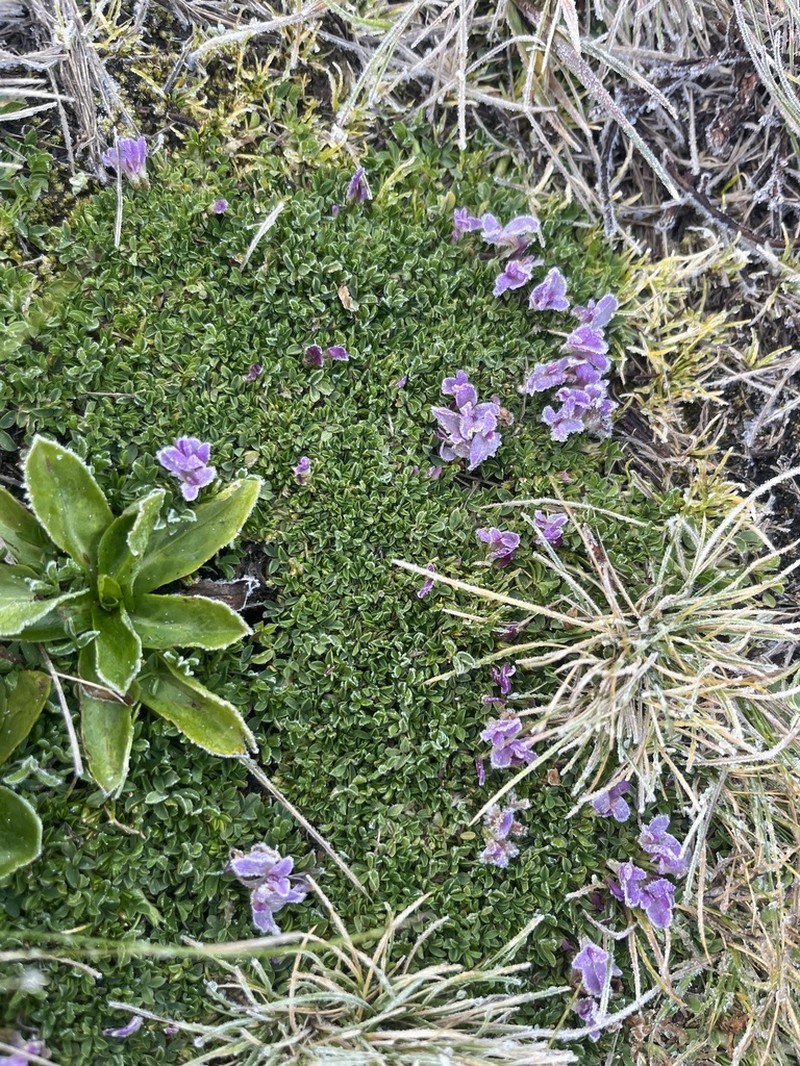 Trifolium acaule