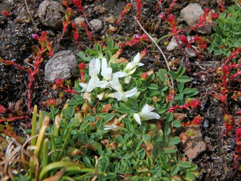 Trifolium acaule photo 2