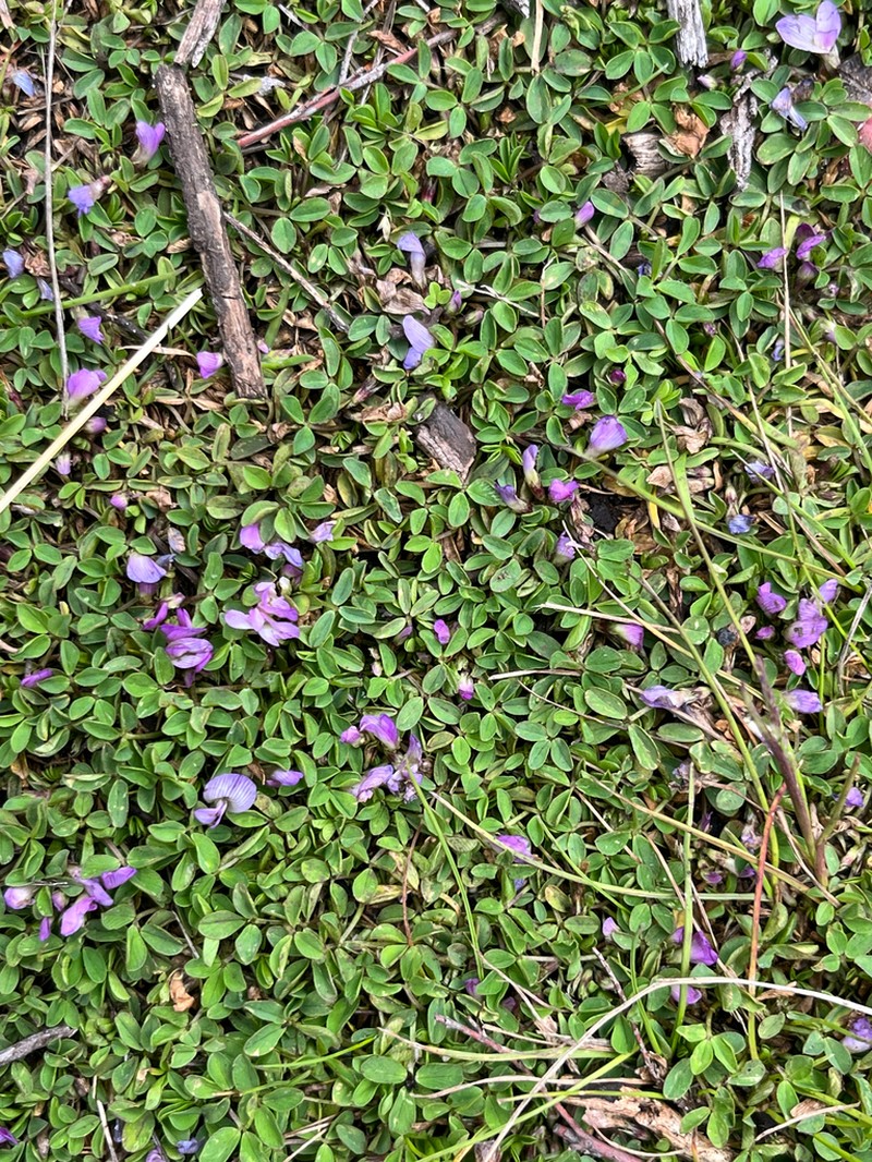 Trifolium acaule photo 3