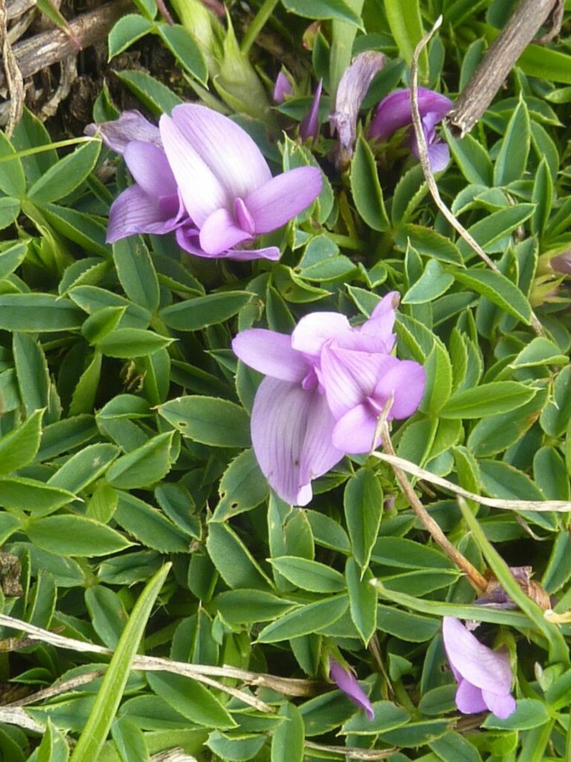 Trifolium acaule photo 4