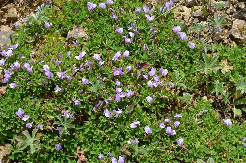 Trifolium acaule photo 5