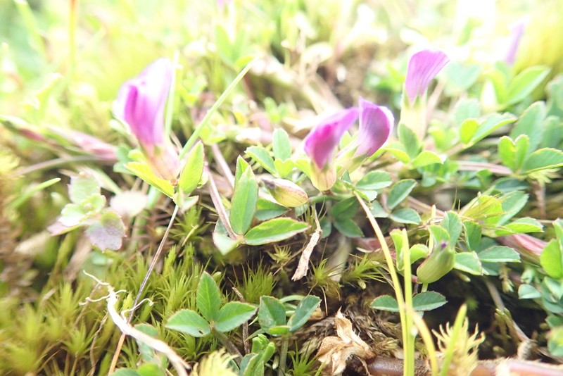 Trifolium acaule photo 6