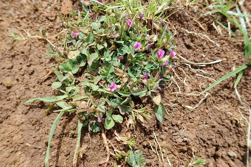 Trifolium acaule photo 7