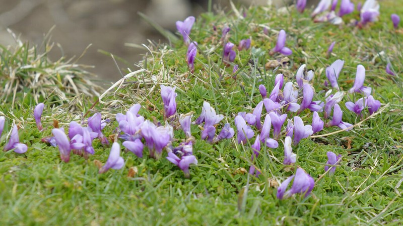 Trifolium acaule photo 8
