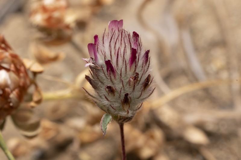 Trifolium affine