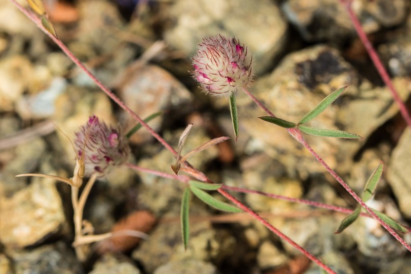 Trifolium affine photo 2