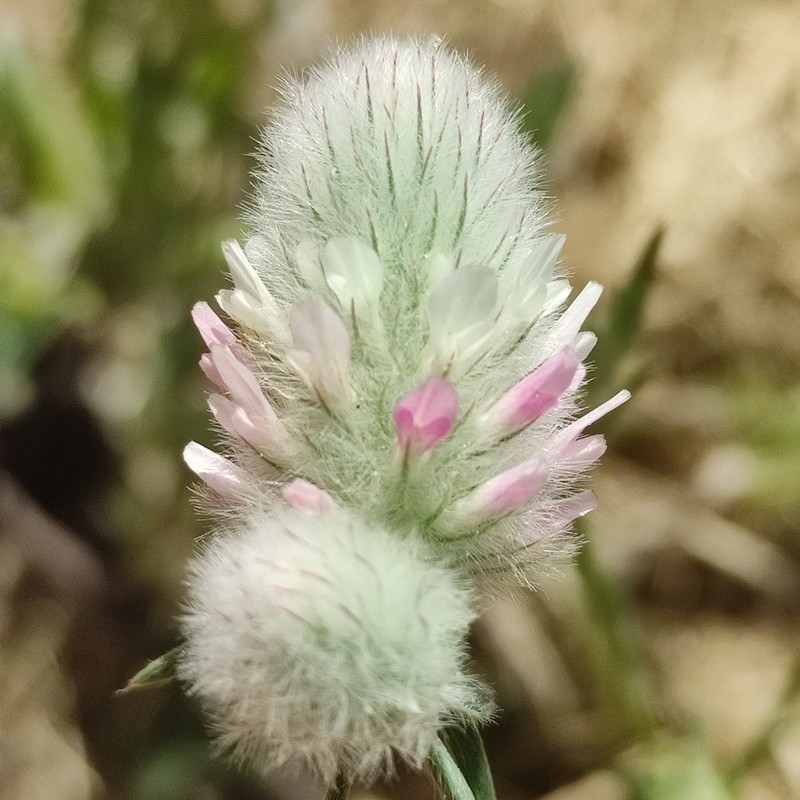 Trifolium affine photo 3