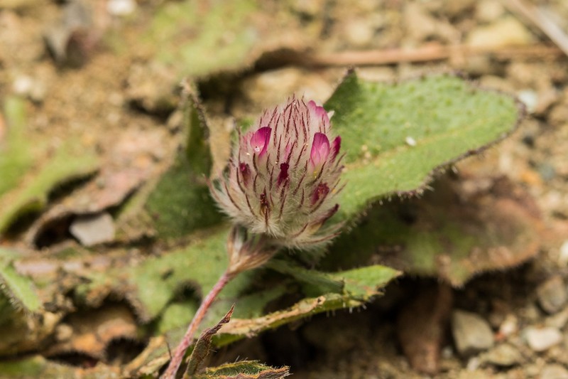 Trifolium affine photo 5