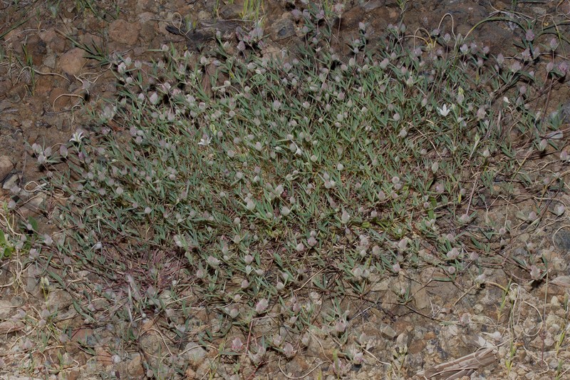 Trifolium affine photo 6
