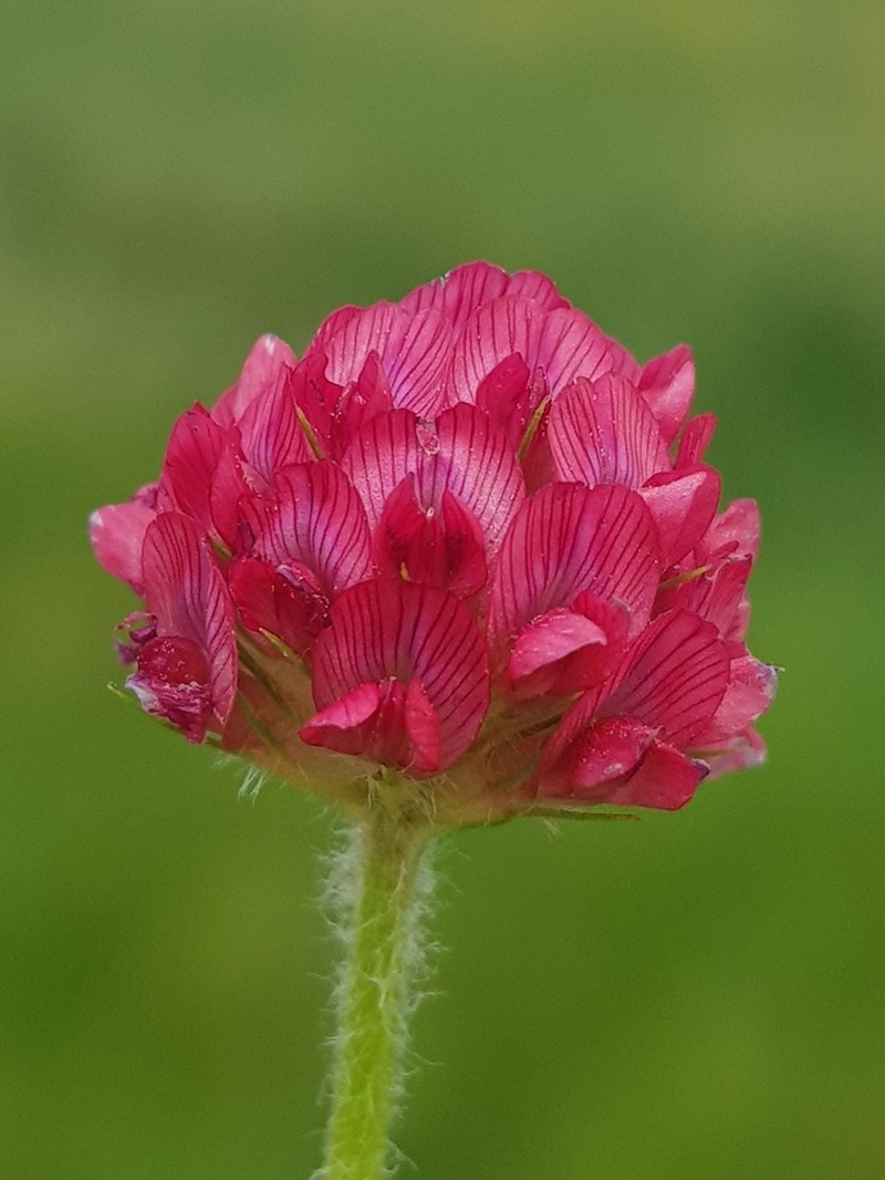 African Clover
