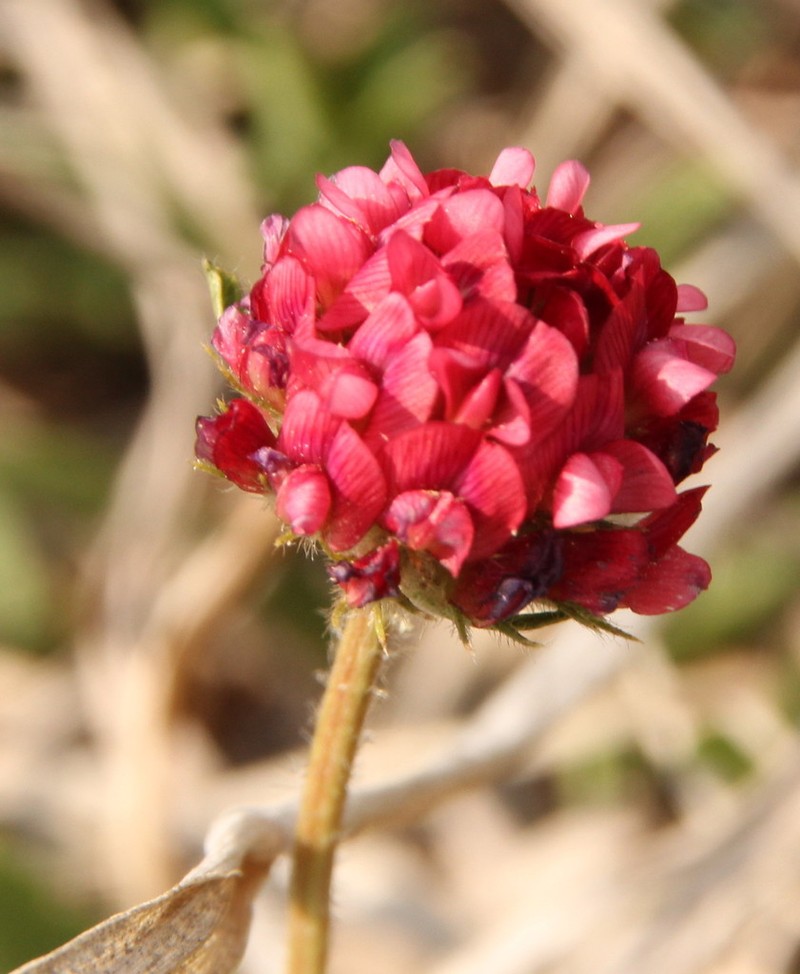 African Clover photo 2