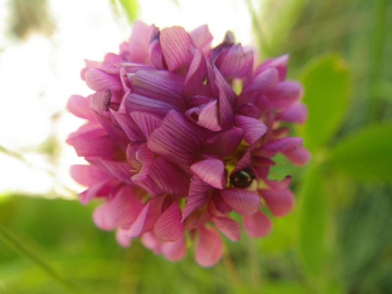 African Clover photo 3